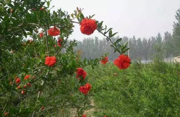 京跃伟哥|适合养在院子的3种树，种一次“管”百年，能开花能结果，超划算