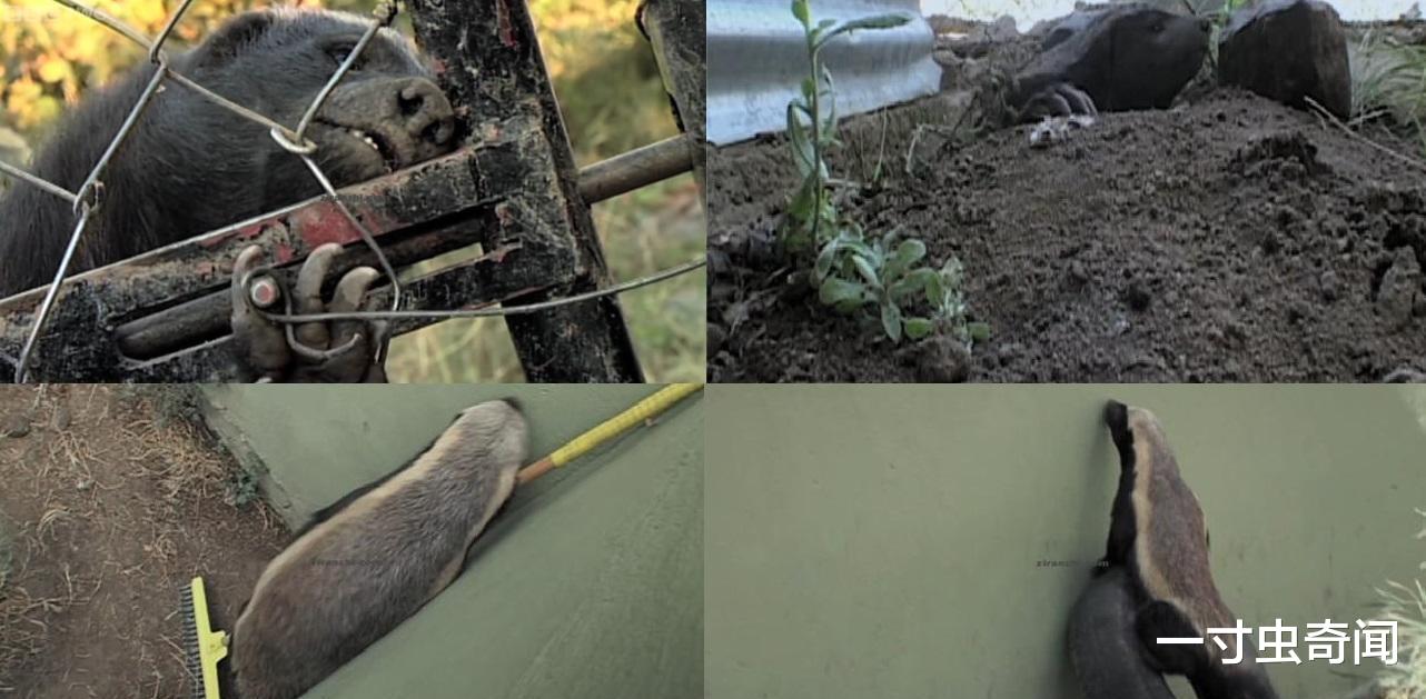 鲸鱼 生死看淡,不服就干的蜜獾,凭什么敢抢鬣狗,是疯了还是身怀绝技