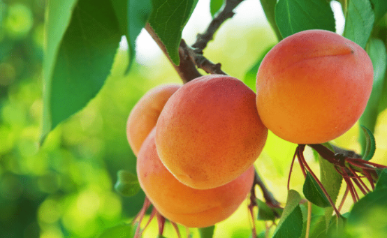 雷四趣说|到了炎热的夏天，家长给孩子少吃这几种水果，可能会损害胃的健康