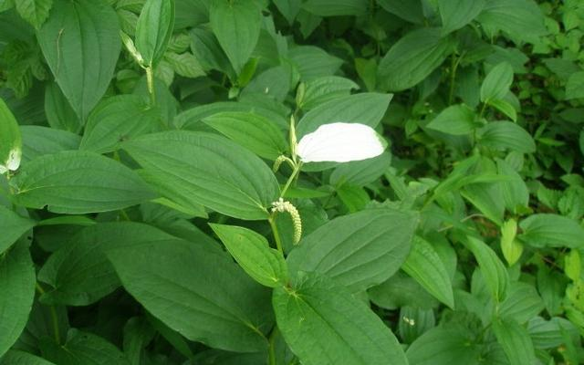 脚气|乡下一种野草很常见，还能用来辅助治疗脚气，药用价值高