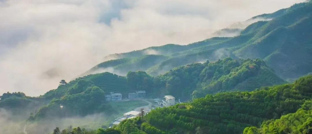潮人游纪 每一片茶叶的沉浮，都是一种缘定