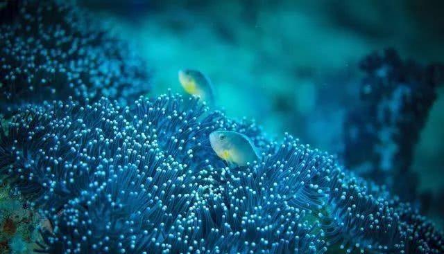 陆地动物死后尸体会腐烂,海洋生物死了后会怎样,尸体怎样处理