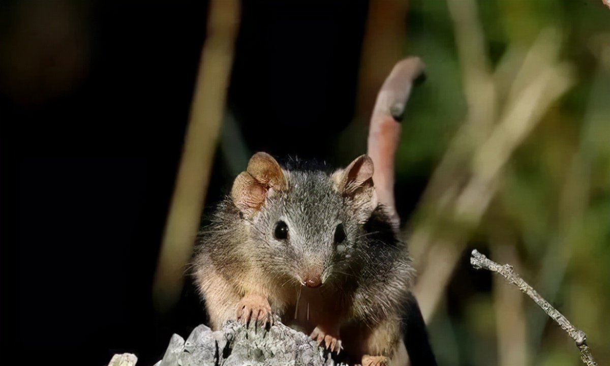 哺乳动物 自然界里，交尾时间最长的动物是谁？人类能和它们一样吗？