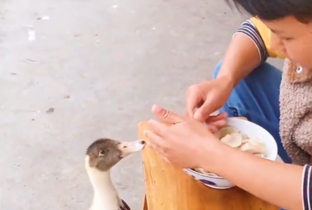 安然说社会 湖南：主人吃饺子引鸭子抢食，迅速叼起一个就跑，网友：该下锅了