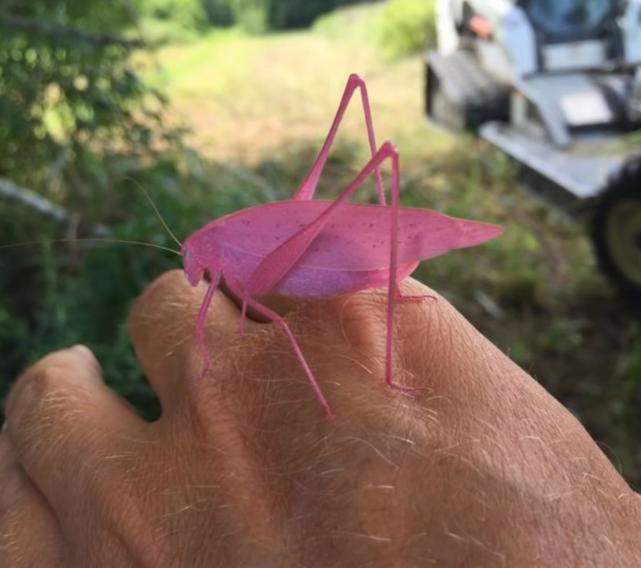  36张罕见的照片，感觉被大自然惊艳到了。