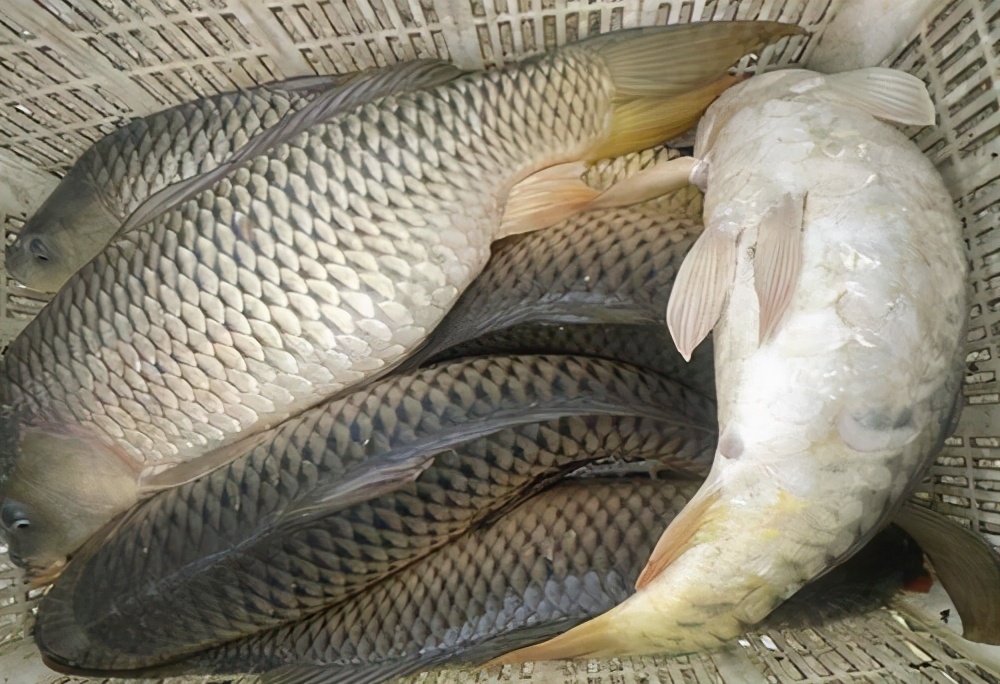 饵料|新手野钓前，这几件事必须心中有数！