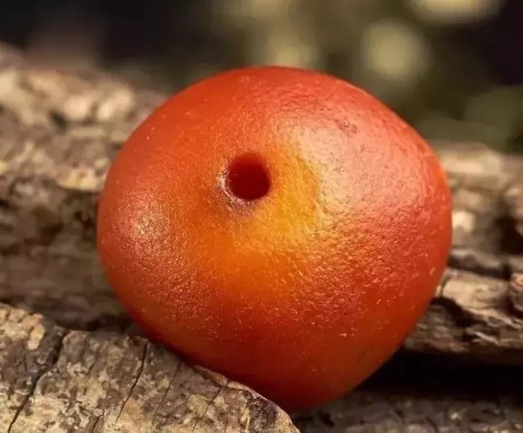 雕刻|聊聊红皮老蜜蜡