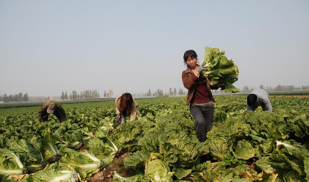老话说:“小雪收菜,不收冻坏”,小雪节令究竟有哪些蔬菜可收?