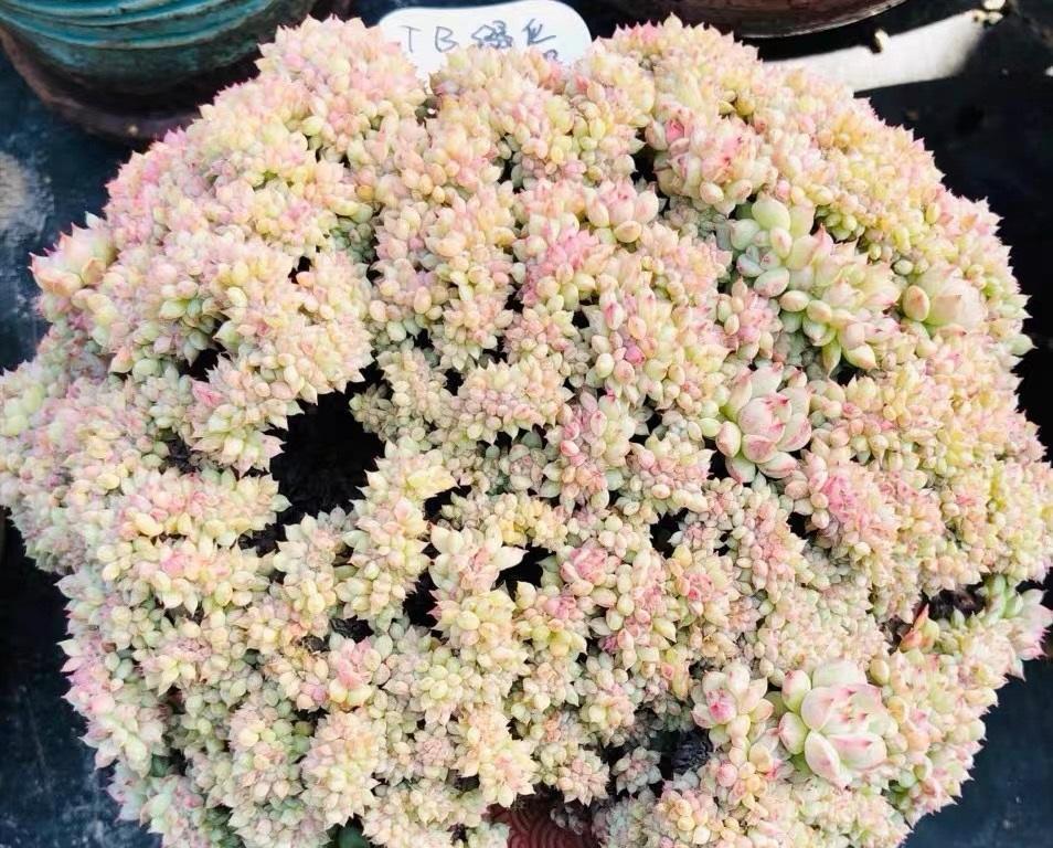 说说家装那点事儿|学着聪明点，养多肉也是一样，从购买到养护，避开大坑是关键