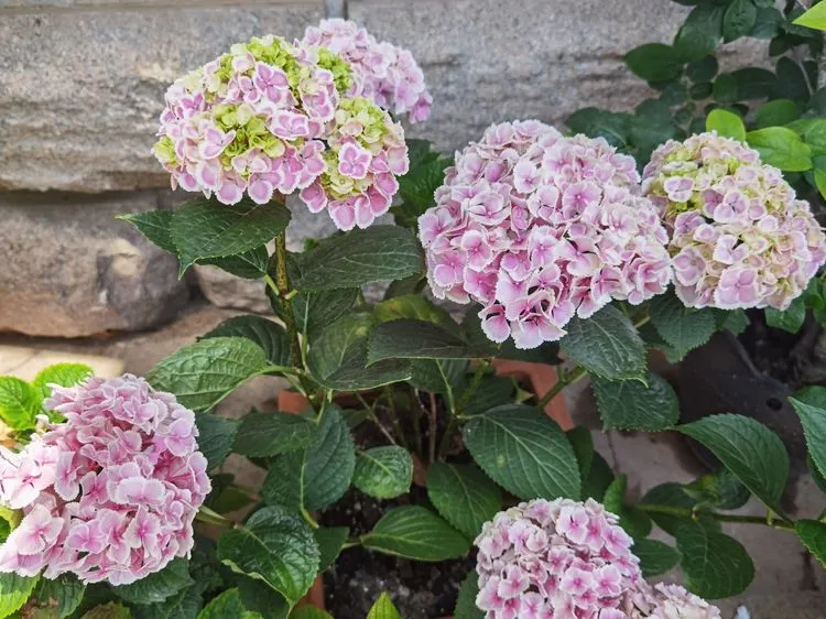 乡村自建房70㎡小院，DIY造花园，享受惬意的田园生活