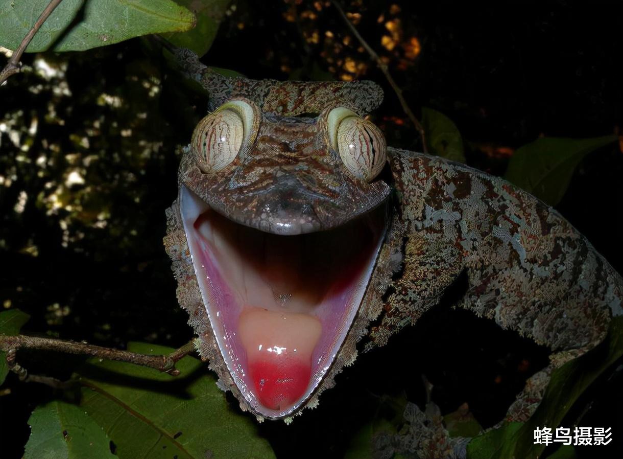 秦始皇帝陵 28张活久未见的照片，上万只蚂蚁搭“蚁”梯攻击黄蜂巢，谁组织的