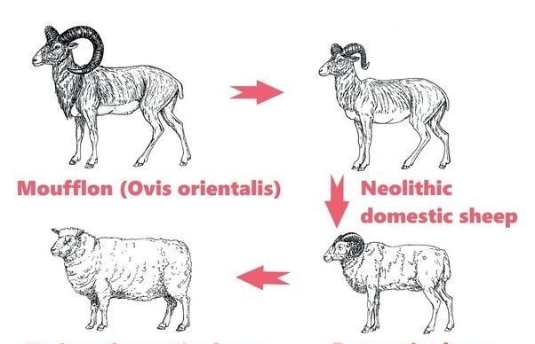 树懒 除12年一次的交配，其它时间都基本静止，它们是地球上最懒的生物