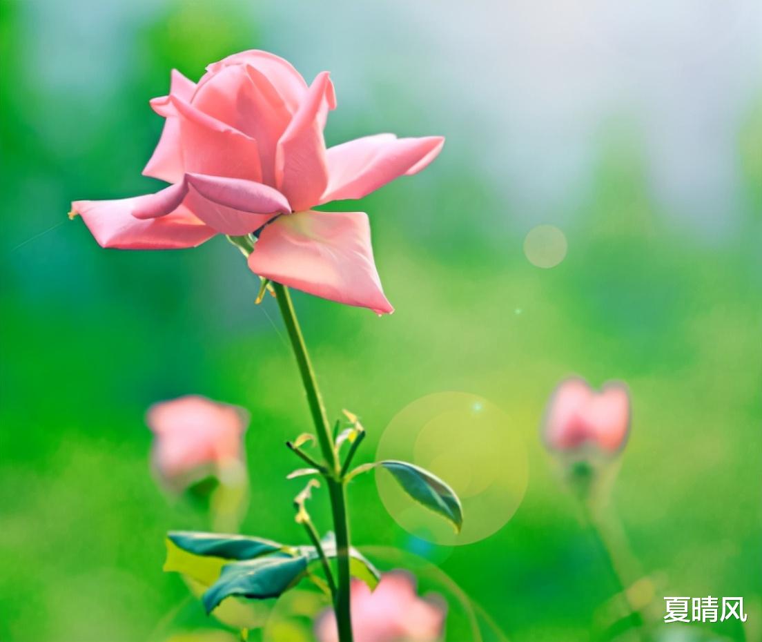 夏晴风 放弃不爱你的人，才是好运的开始