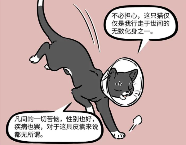 非人哉|非人哉：大士真的太善良了，化身成猫被绝育了，依然不忘普度世人