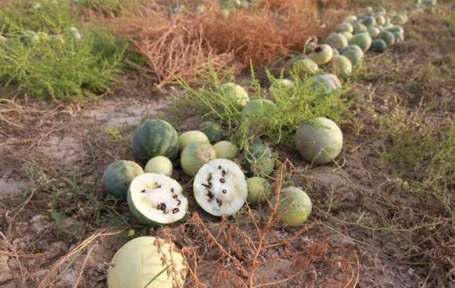 爱趣探所|5个趣味新知：受精卵会发光，西瓜是“非瓜”，电视剧正在抛弃男性