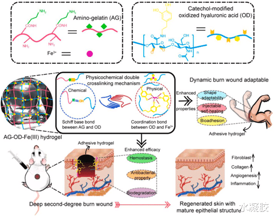 物理化学双交联水凝胶：形状适应性、可注射自愈性和增强粘附