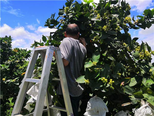 农忙拾趣 常年一斤卖28元，现6千多斤被拒收购，果农陷入焦虑，网友：该