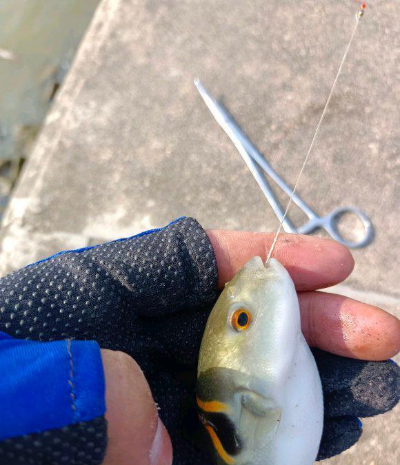 |深圳钓友珠江连续钓起十几条河豚,珠江里河豚这么多?