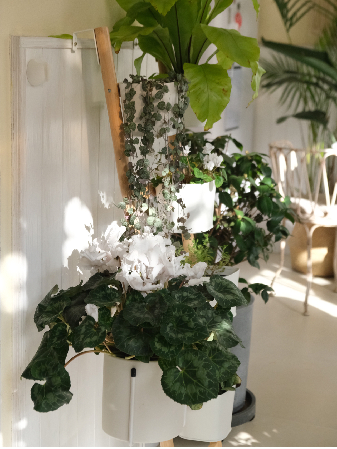 绣球花|加10万买了一楼建花园，太舒服了，再购房我还会选择有院子的底楼
