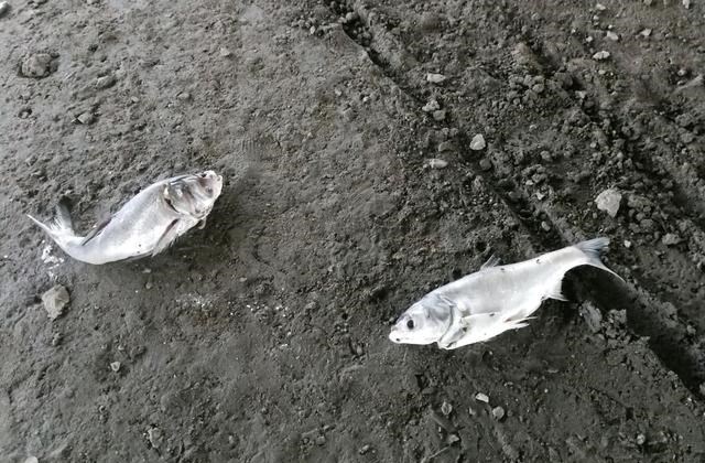曲阜|热死的？山东曲阜河道出现许多死鱼，钓鱼人：可惜了，好多大鱼
