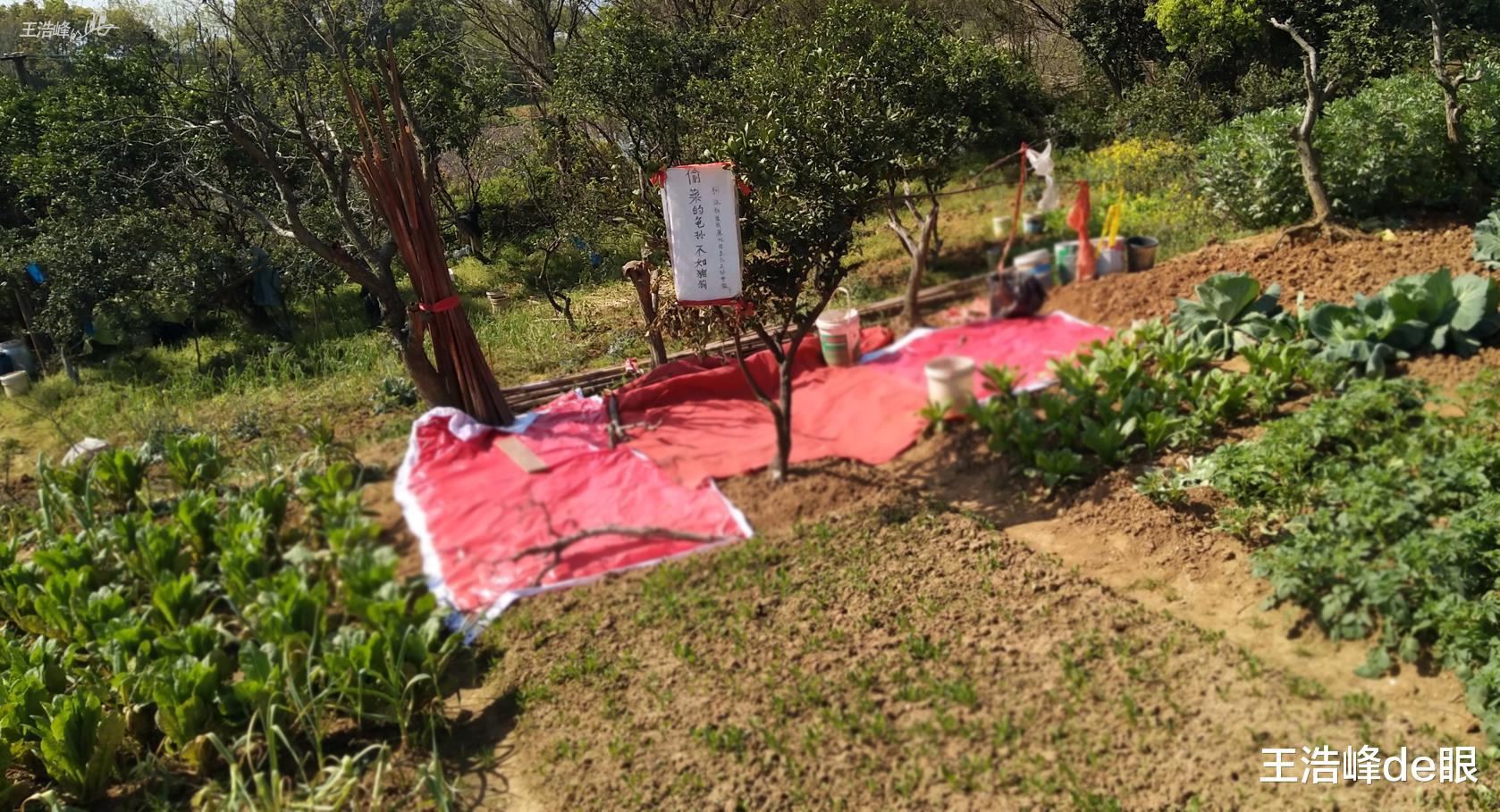 王浩峰de眼 武汉村民种名菜招引小偷 立“骂牌”驱赶不奏效