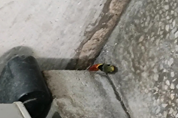 毒蛇 为何说鸡冠蛇是最毒的蛇？它真的存在吗？有没有人们口中那么可怕