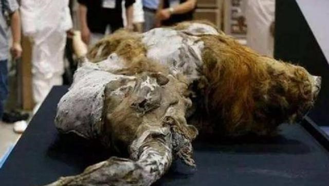 花颜有情兮 科学家追寻永生,与女模特冒险注射350万年前细菌,后来怎样了?