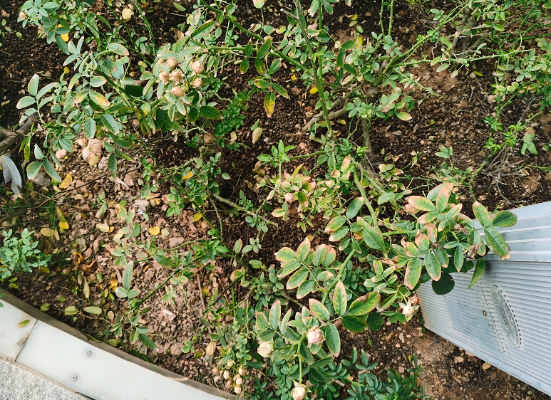  地栽月季突然大面积枯萎，到底是怎么了？