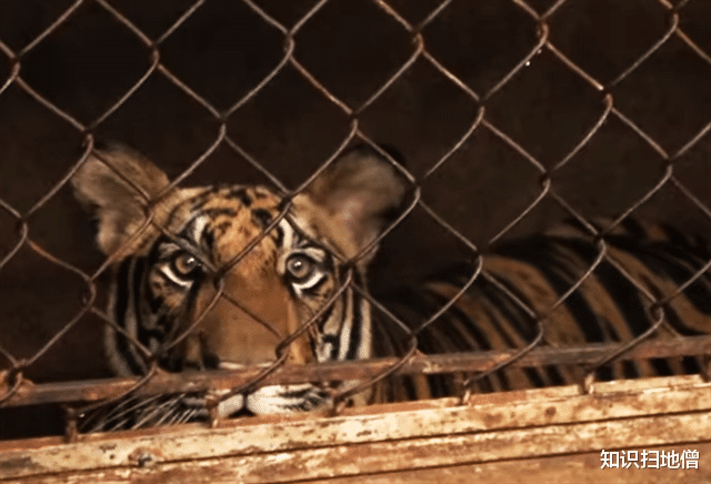 老虎 越南有很多老虎，一生都见不到太阳，百兽之王真能“以形补形”？