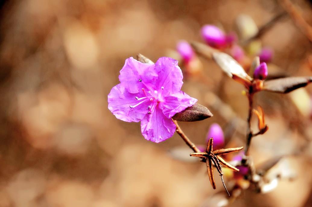 1种花叫“枯木逢春”, 看到有卖的记得随手举报,盗挖濒危植物可耻