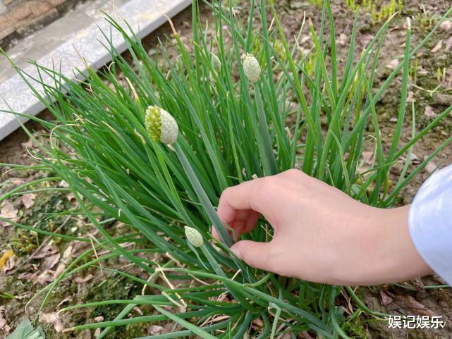 许敏|张馨予在家种菜摘菜，又把菜做好端上饭桌，老公跟女儿太幸福