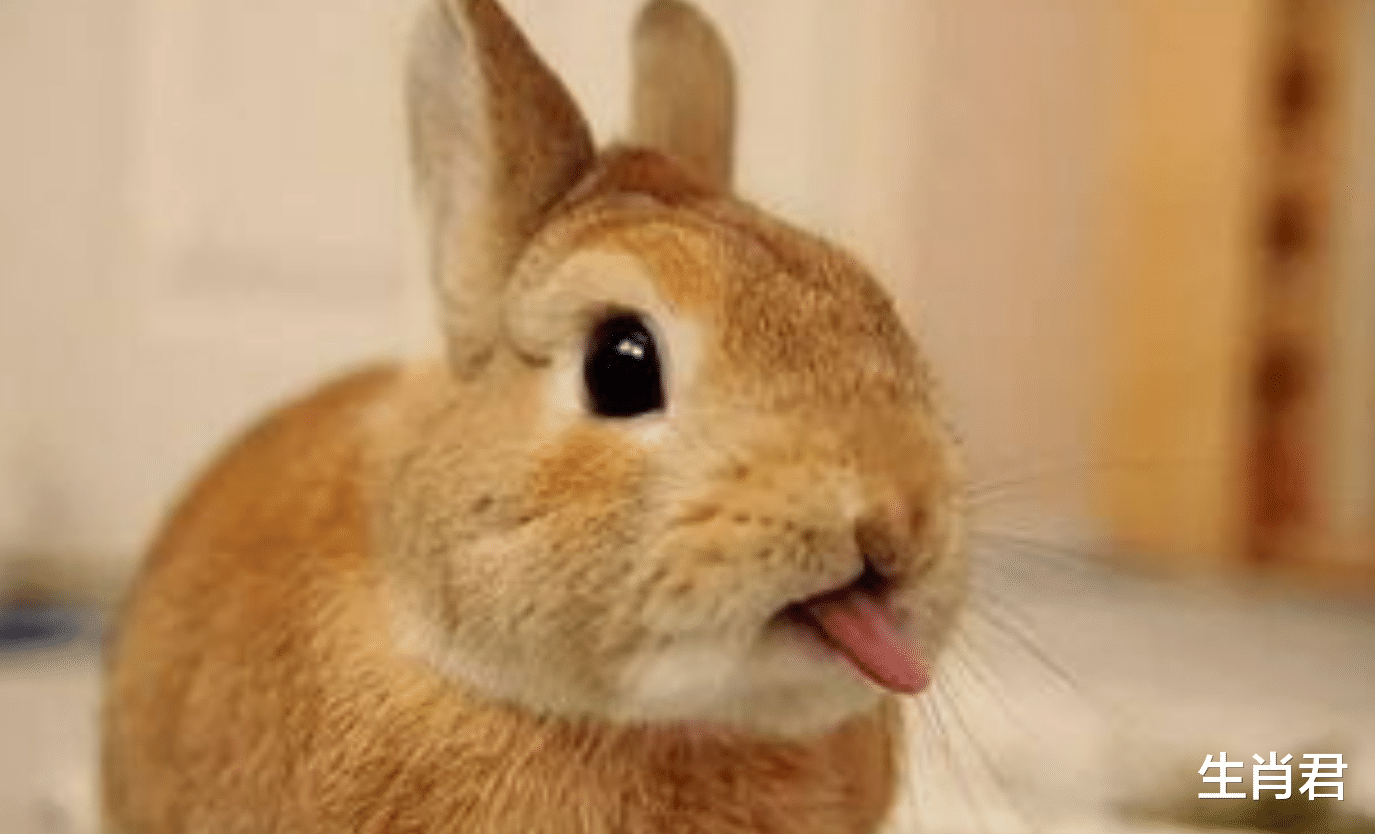 属兔|未来一个月，属兔人事业有成脱单有望，职场飞黄腾达转角遇到爱