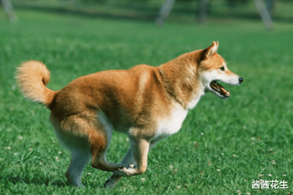 生肖|8月2日-8月11日，胜券在握，3生肖贵人多助，事业翻开新篇章