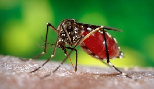 蚊子 千百年来，人类与蚊子的斗争从未间断，蚊子的存在到底有何意义