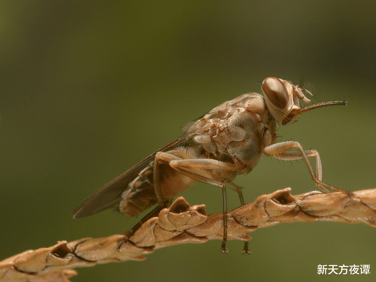科学家 对人类生命威胁最大的10种动物，狗狗排第3位