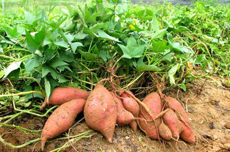 泊庭雪鹭西窗月|在生活中，家庭小药箱里的常备药有什么？