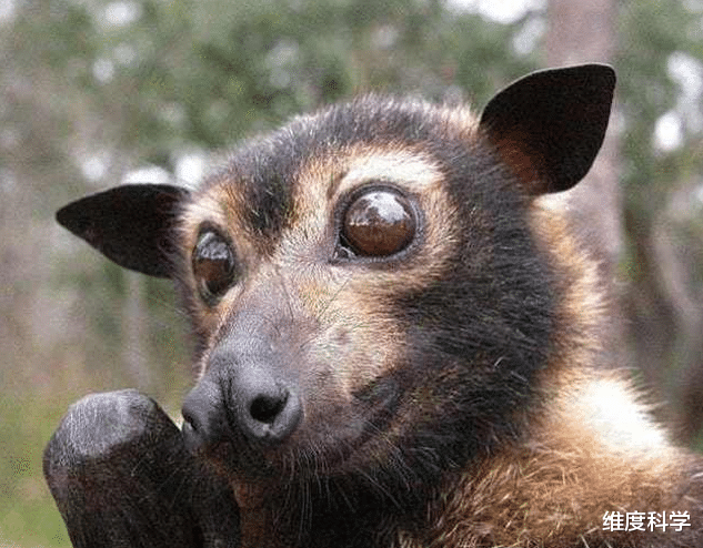 蝙蝠 关岛曾出现神秘疾病，科学家几经辗转发现，与当地的一种蝙蝠有关