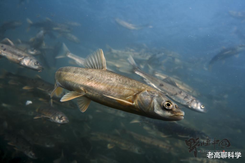 湟鱼 为什么西藏有5亿公斤高原裸鲤，无人敢捕捞，青海却吃得差点绝产