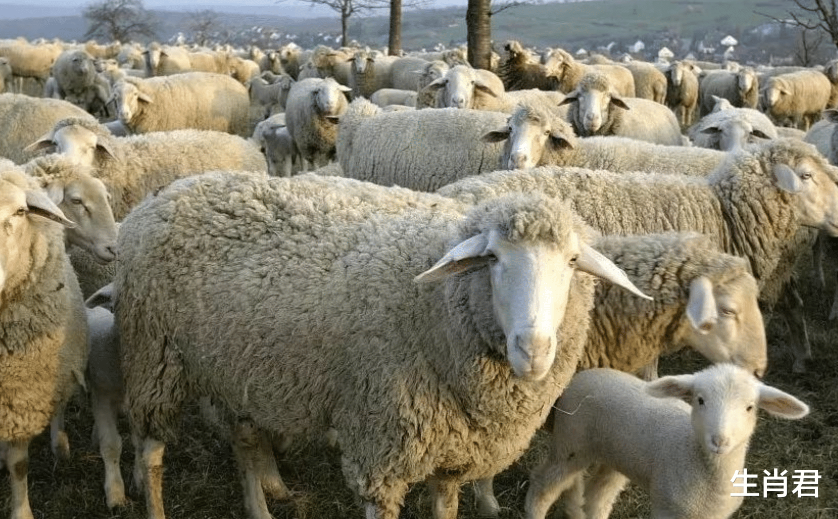 顺德|属羊人在职场中不断拼搏，不错过微乎其微的渺茫机会，终能翻身