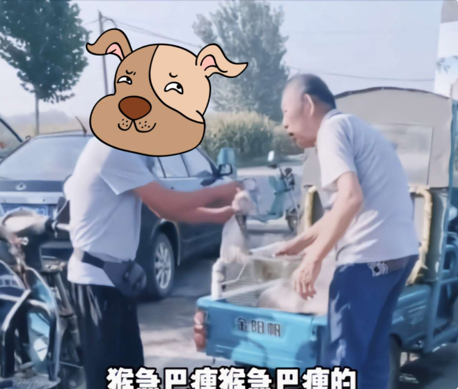 微社评 买不起就抢？8元买鸽子被拒，济南男子抢走大爷的鸽子撒腿就跑