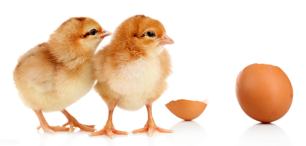鸡蛋|先有鸡还是先有蛋？这个争论不休的问题，科学家终于找到答案了