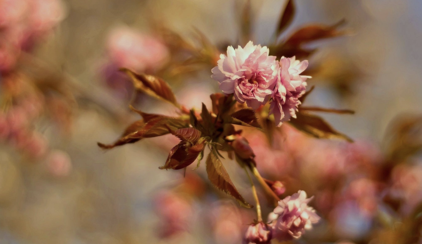 生肖夜读 10月底，分分合合，姻缘不落，3生肖爱在心间，旧情回头，相约到老