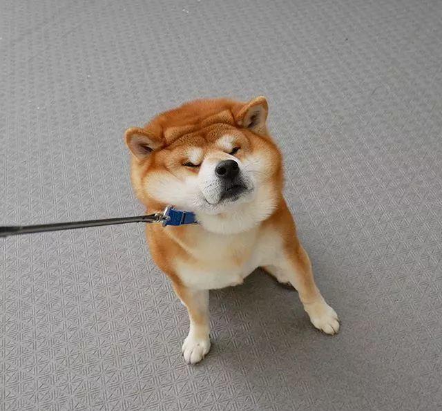 蔡宏志聊时尚 日本网友告诉你，在家里养了一只可可爱爱的萌宠，是一种什么体验