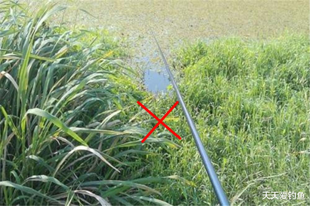 明水|夏季钓鱼不钓草？在有水草的地方钓鱼，钓位选择一定别任性！
