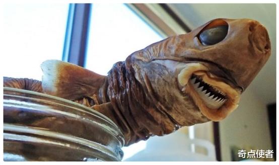 三星堆 这才是真正的平头哥！达摩鲨让鲸鱼闻风丧胆，在海洋中没有天敌