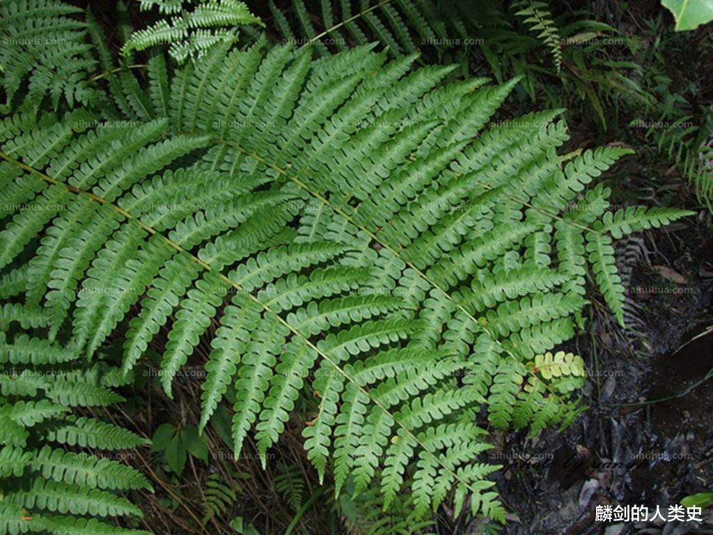 化石|【地球生物全系列——植物篇】真蕨门—原始薄囊蕨纲