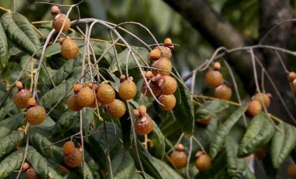 若珍|俗称“假龙眼”，小时候常捡去卖钱，现在掉落一地也没人要