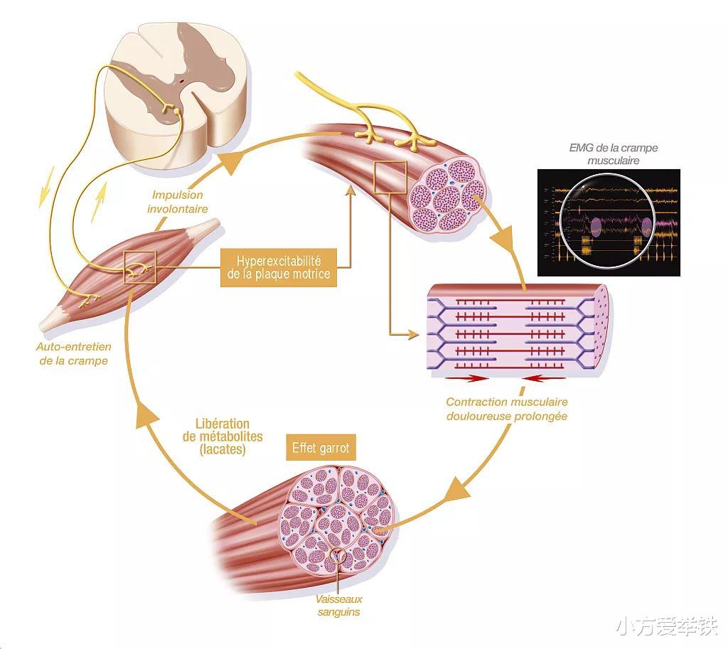胆结石|科普,健身爆火的筋膜枪,其中的筋膜是什么?它与肌肉有何关系?