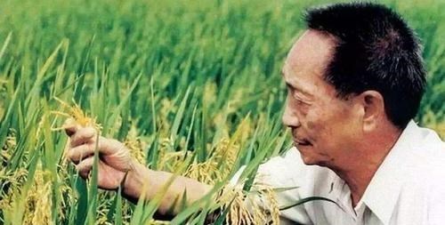 爱娃的学习谈 1973年,杂交水稻获得历史性突破,38年来,它对人类做出多大贡献
