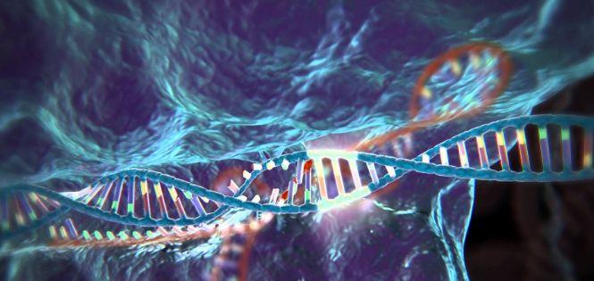 基因 人火化后，基因呢？火化是否应该废除？是否影响基因延续？